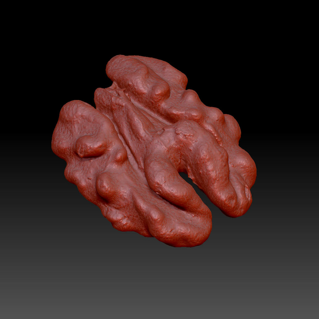 Close-up of a scanned walnut in Zbrush